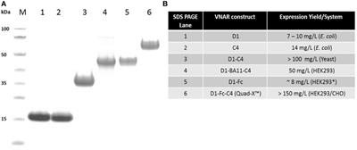 Novel, Anti-hTNF-α Variable New Antigen Receptor Formats with Enhanced Neutralizing Potency and Multifunctionality, Generated for Therapeutic Development